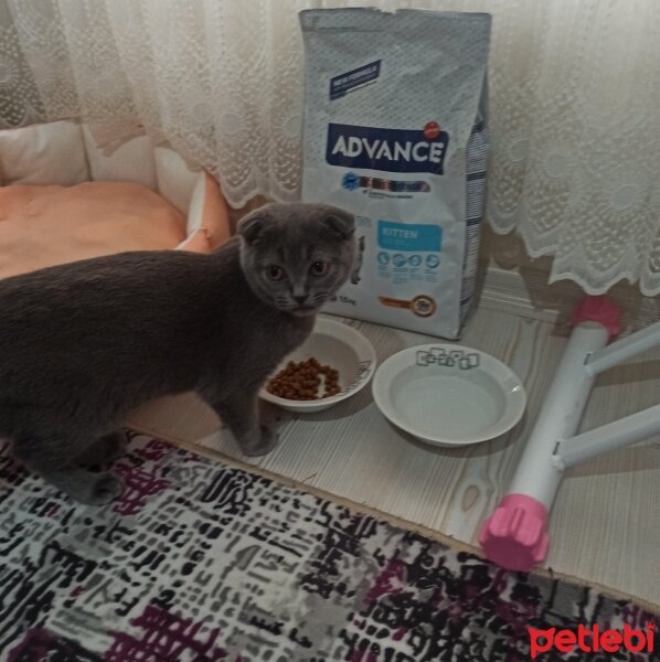 Scottish Fold, Kedi  MİA fotoğrafı