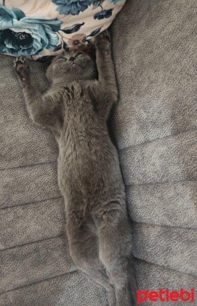 Scottish Fold, Kedi  MİA fotoğrafı