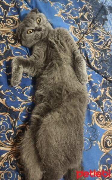 Scottish Fold, Kedi  MİA fotoğrafı