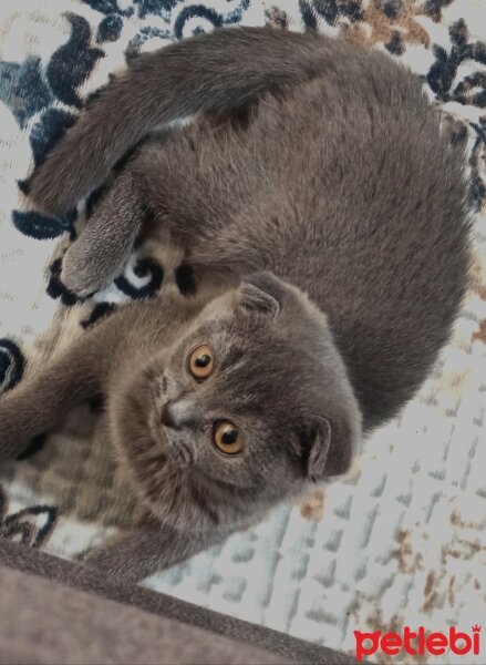 Scottish Fold, Kedi  MİA fotoğrafı