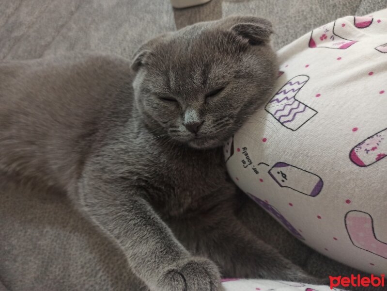 Scottish Fold, Kedi  MİA fotoğrafı