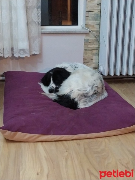 Border Collie, Köpek  Oreo fotoğrafı