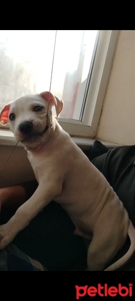 Dogo Arjantin, Köpek  Alpha fotoğrafı