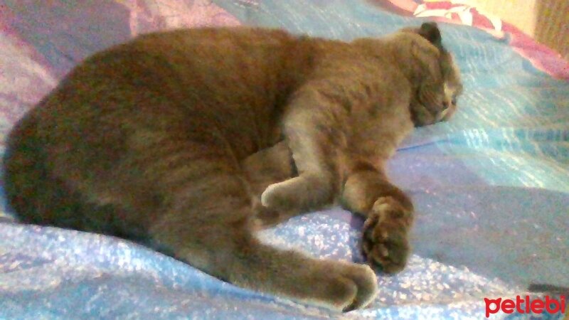 Scottish Fold, Kedi  Rose fotoğrafı