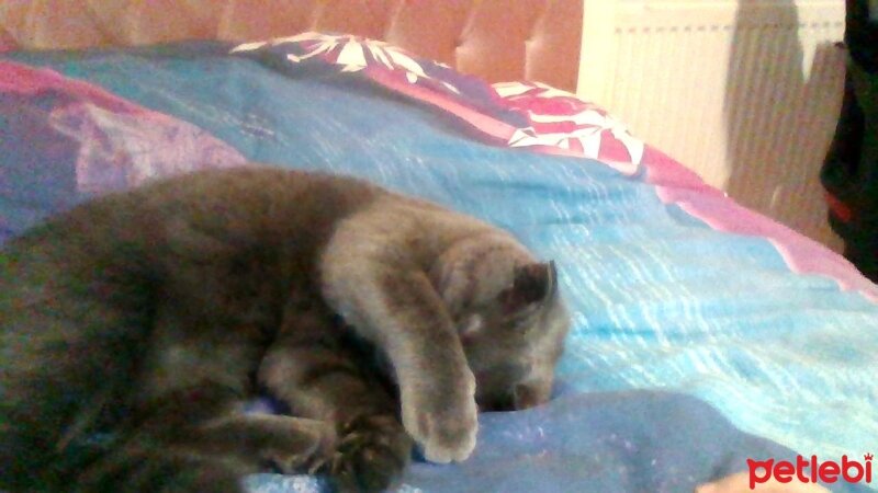 Scottish Fold, Kedi  Rose fotoğrafı