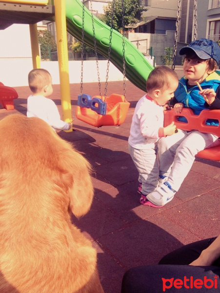 Golden Retriever, Köpek  poyraz fotoğrafı