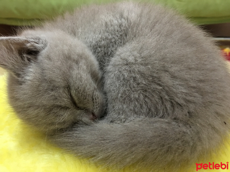 British Shorthair, Kedi  Lily fotoğrafı