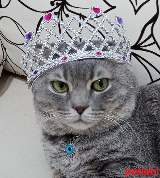 Scottish Fold, Kedi  Suşi fotoğrafı