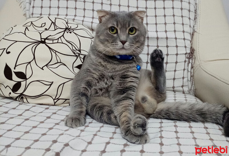 Scottish Fold, Kedi  Suşi fotoğrafı