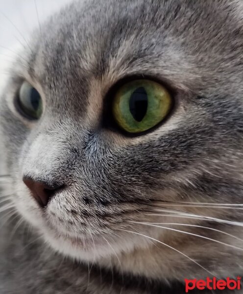 Scottish Fold, Kedi  Suşi fotoğrafı