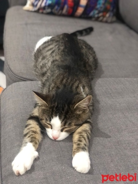 Tekir Kedi, Kedi  bihter fotoğrafı