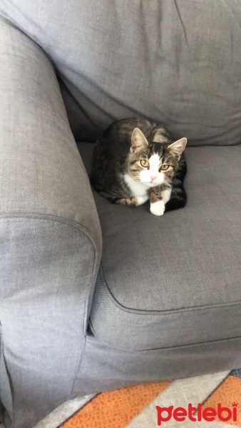 Tekir Kedi, Kedi  bihter fotoğrafı