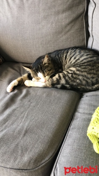 Tekir Kedi, Kedi  bihter fotoğrafı