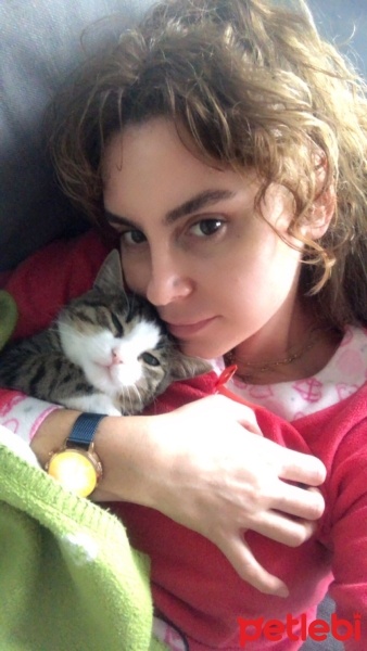 Tekir Kedi, Kedi  bihter fotoğrafı