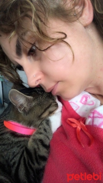 Tekir Kedi, Kedi  bihter fotoğrafı