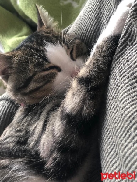 Tekir Kedi, Kedi  bihter fotoğrafı