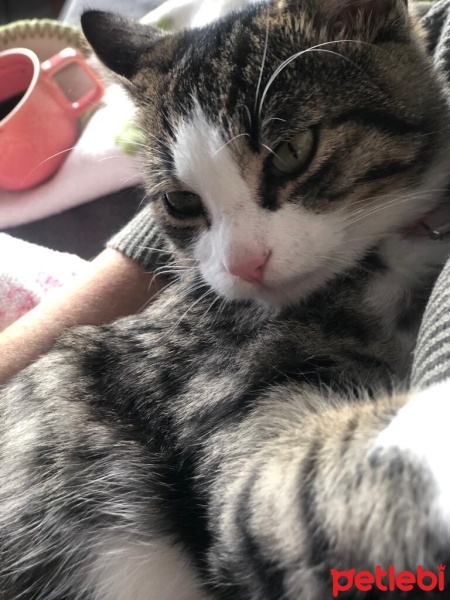 Tekir Kedi, Kedi  bihter fotoğrafı