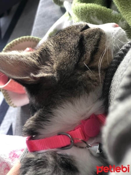 Tekir Kedi, Kedi  bihter fotoğrafı