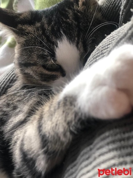Tekir Kedi, Kedi  bihter fotoğrafı