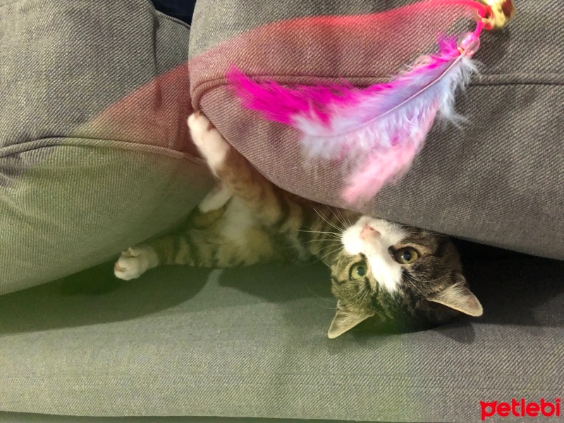 Tekir Kedi, Kedi  bihter fotoğrafı