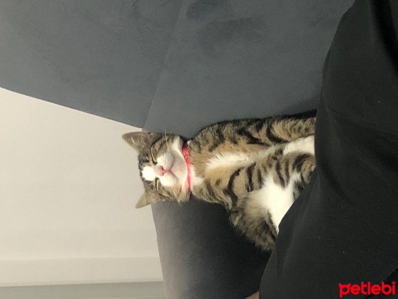 Tekir Kedi, Kedi  bihter fotoğrafı