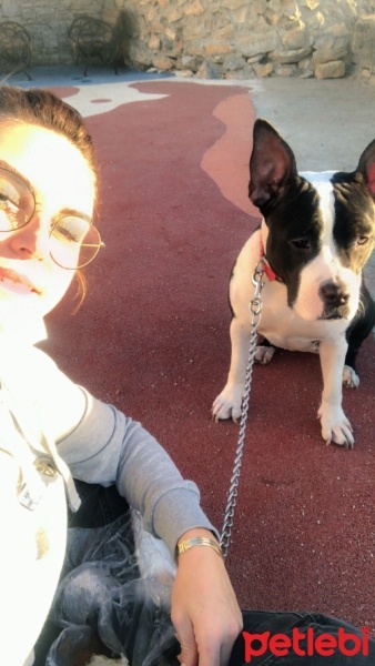 Amerikan Staffordshire Terrier, Köpek  ALİCE FOSTER fotoğrafı