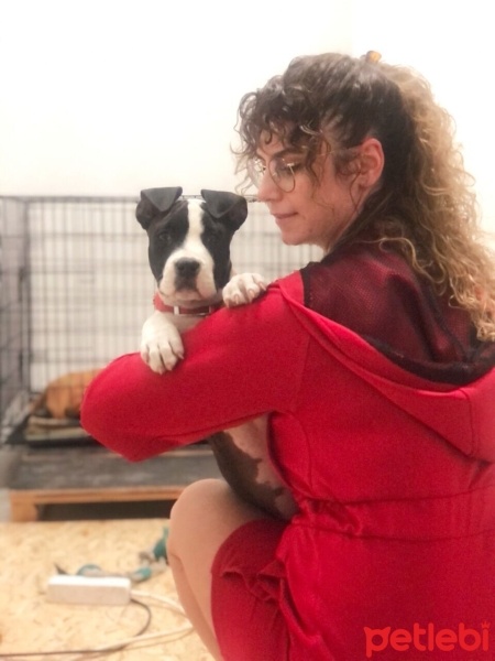 Amerikan Staffordshire Terrier, Köpek  ALİCE FOSTER fotoğrafı