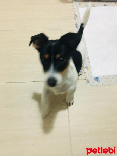 Jack Russell Terrier, Köpek  Çakır fotoğrafı