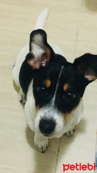 Jack Russell Terrier, Köpek  Çakır fotoğrafı