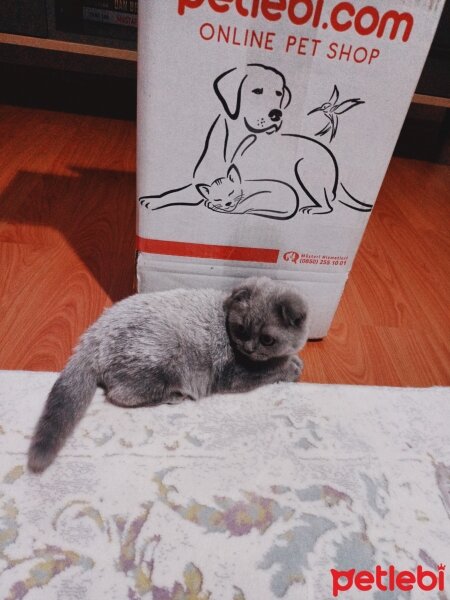 British Shorthair, Kedi  Bulut fotoğrafı