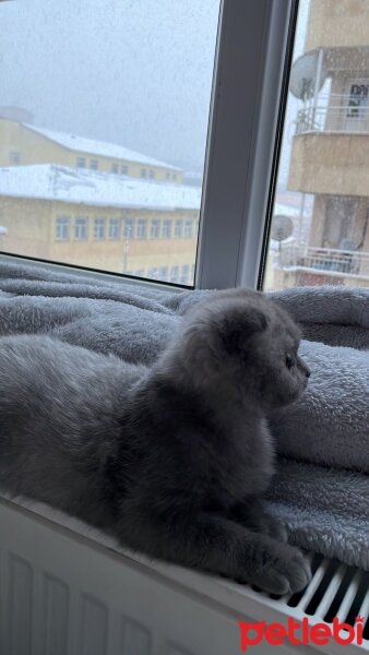 British Shorthair, Kedi  Bulut fotoğrafı