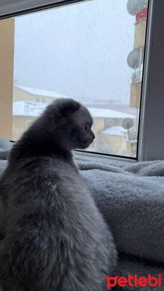 British Shorthair, Kedi  Bulut fotoğrafı