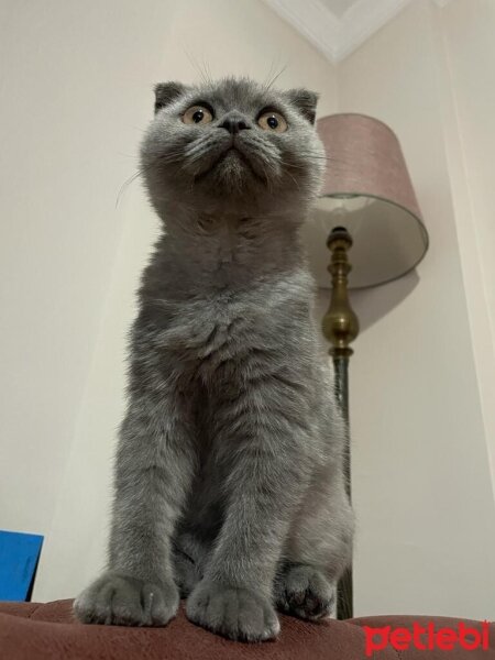 British Shorthair, Kedi  Bulut fotoğrafı