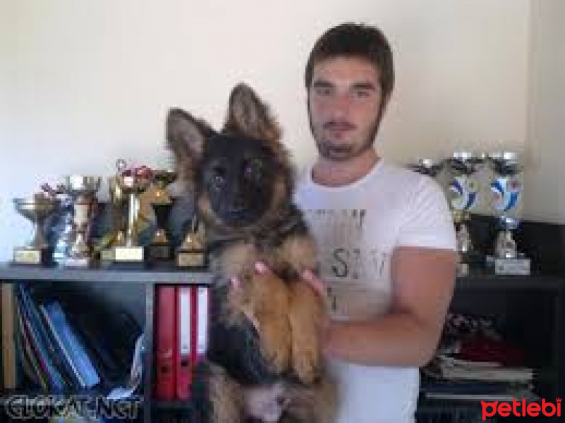 Alman Çoban Köpeği, Köpek  kara fotoğrafı