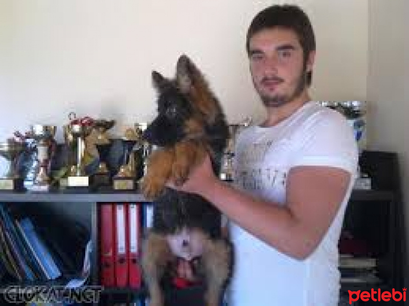 Alman Çoban Köpeği, Köpek  kara fotoğrafı