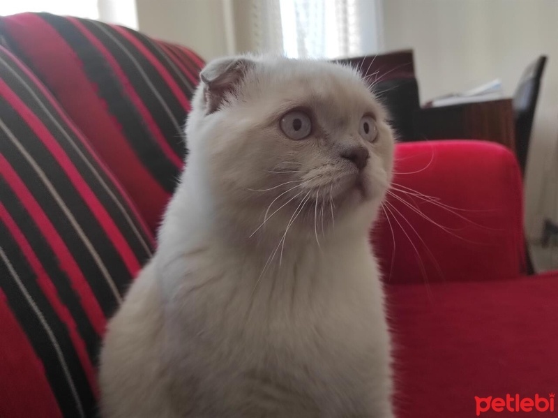 Scottish Fold, Kedi  Ponçik fotoğrafı