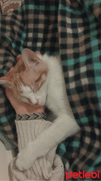Sarman, Kedi  Güneş fotoğrafı