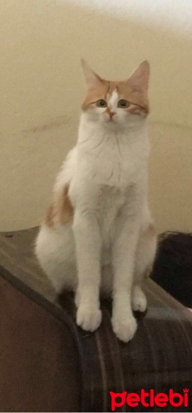 Sarman, Kedi  Güneş fotoğrafı