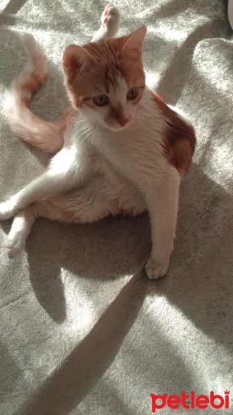 Sarman, Kedi  Güneş fotoğrafı