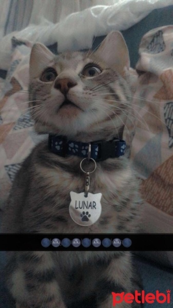 Sarman, Kedi  Güneş fotoğrafı