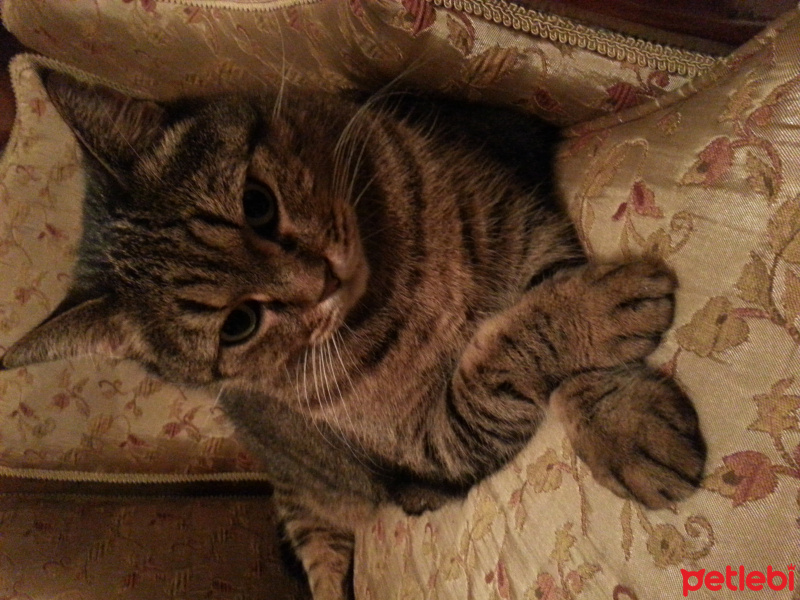 Tekir Kedi, Kedi  Şaziye fotoğrafı