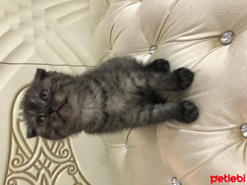 Scottish Fold, Kedi  Scottish fold fotoğrafı