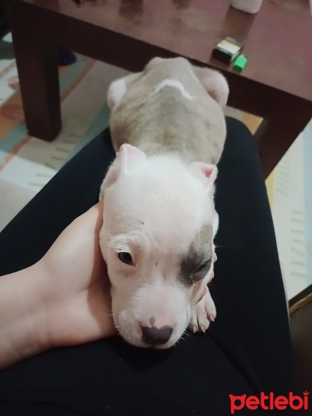 Amerikan Staffordshire Terrier, Köpek  Pars fotoğrafı