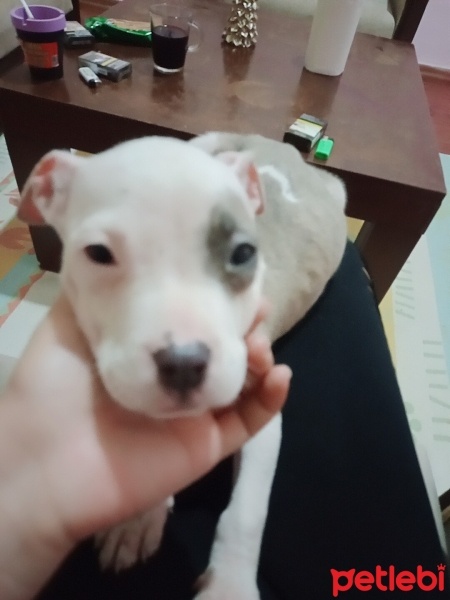 Amerikan Staffordshire Terrier, Köpek  Pars fotoğrafı