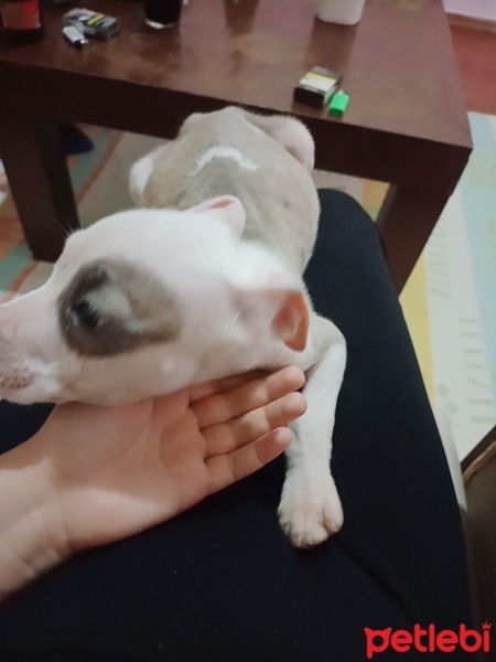 Amerikan Staffordshire Terrier, Köpek  Pars fotoğrafı