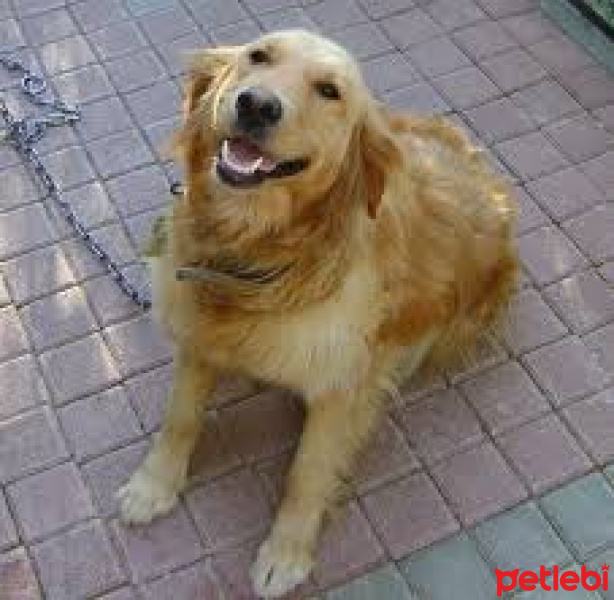 Golden Retriever, Köpek  papi fotoğrafı