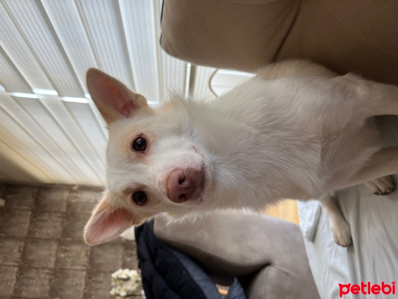 Minyatür Pinscher, Köpek  Casper fotoğrafı