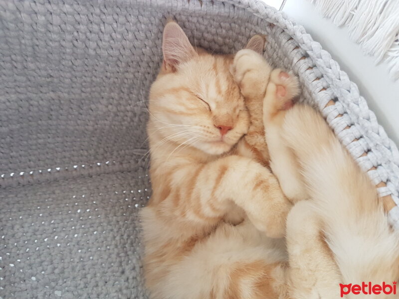 British Shorthair, Kedi  güneş fotoğrafı