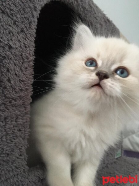 British Longhair, Kedi  Ares fotoğrafı