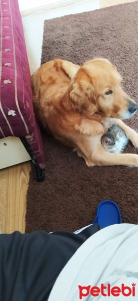 Golden Retriever, Köpek  Şila fotoğrafı